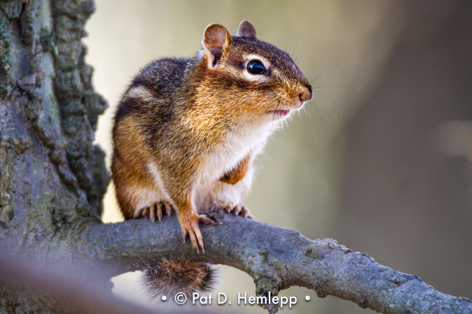 Chipmunk checking the area from a tree limb, Sharon Woods Metro Park, Westerville, Ohio.