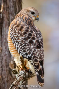 Pat Hemlepp's photo of the week