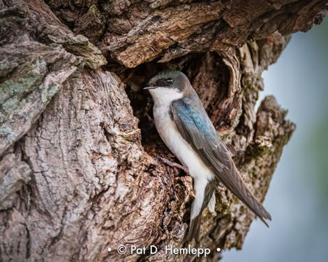 A female Tree Swallow checks its nesting site in Ottawa National Wildlife Refuge, Oak Harbor, Ohio.