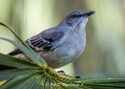 A Northern Mockingbird perches on a palm frond in the preserve in Colonial Country Club, Fort Myers, Fla.