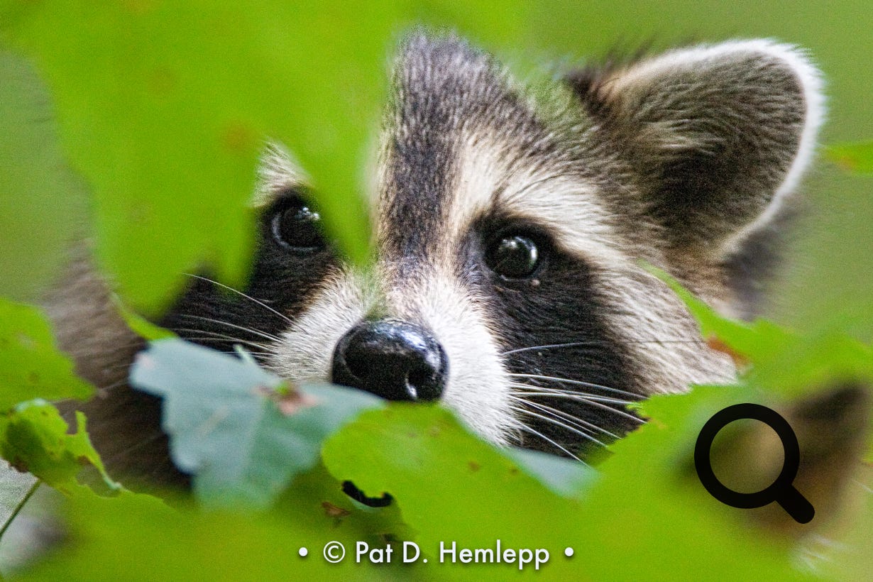 A raccoon peers between leaves in Blendon Woods Metro Park, Westerville, Ohio.