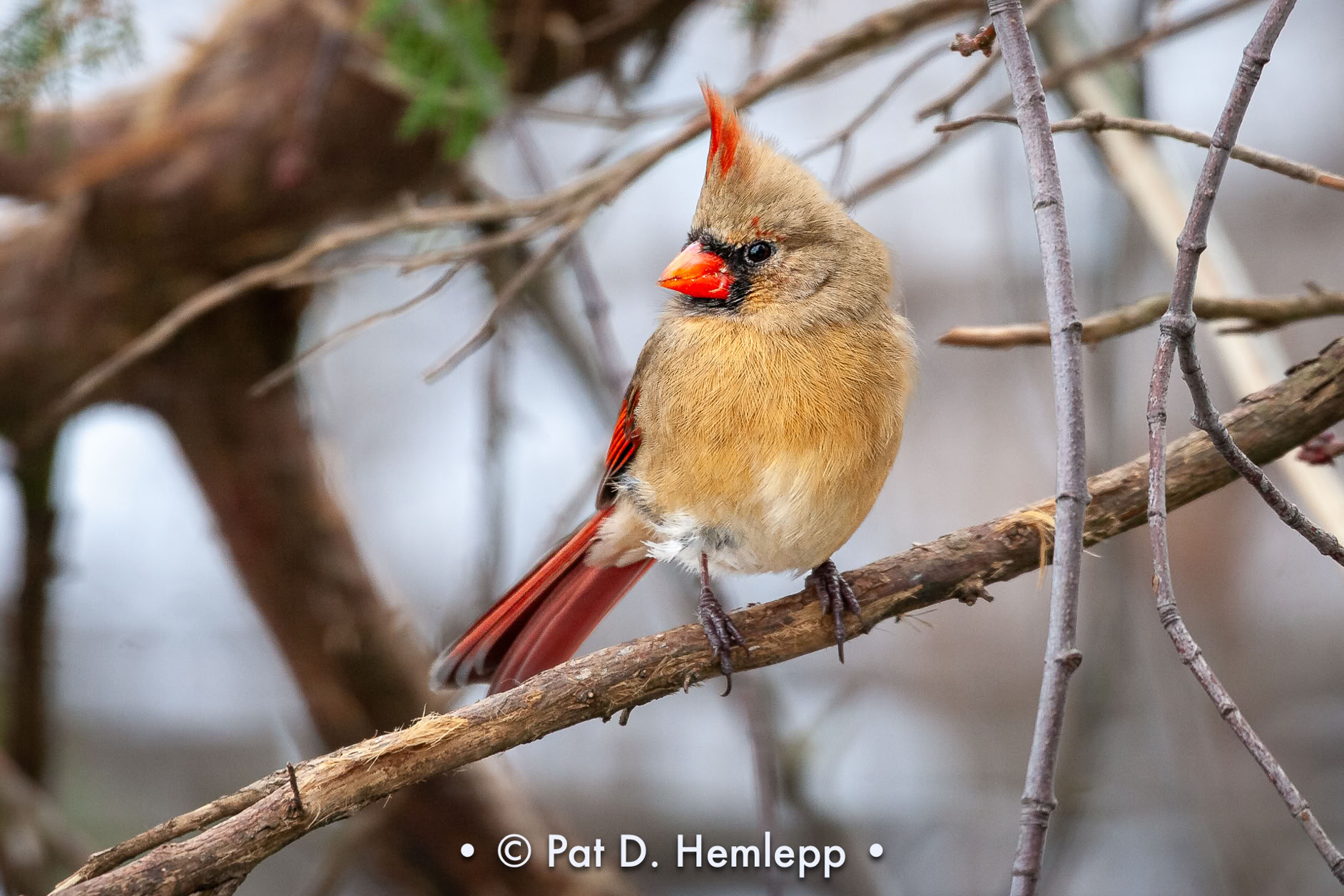 A female Northern Cardinal perches on a limb on a snowy morning at Blendon Woods Metro Park, Westerville, Ohio.