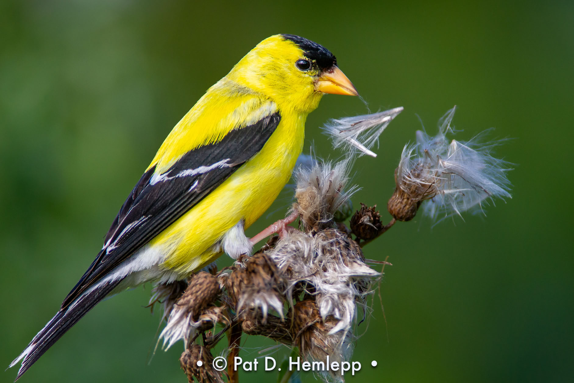 A male American Goldfinch feeds on thistle seeds on a July morning in Sharon Woods Metro Park, Westerville, Ohio.