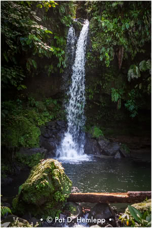 A waterfall cascading into a small pool surrounded by lush green foliage and rocks.