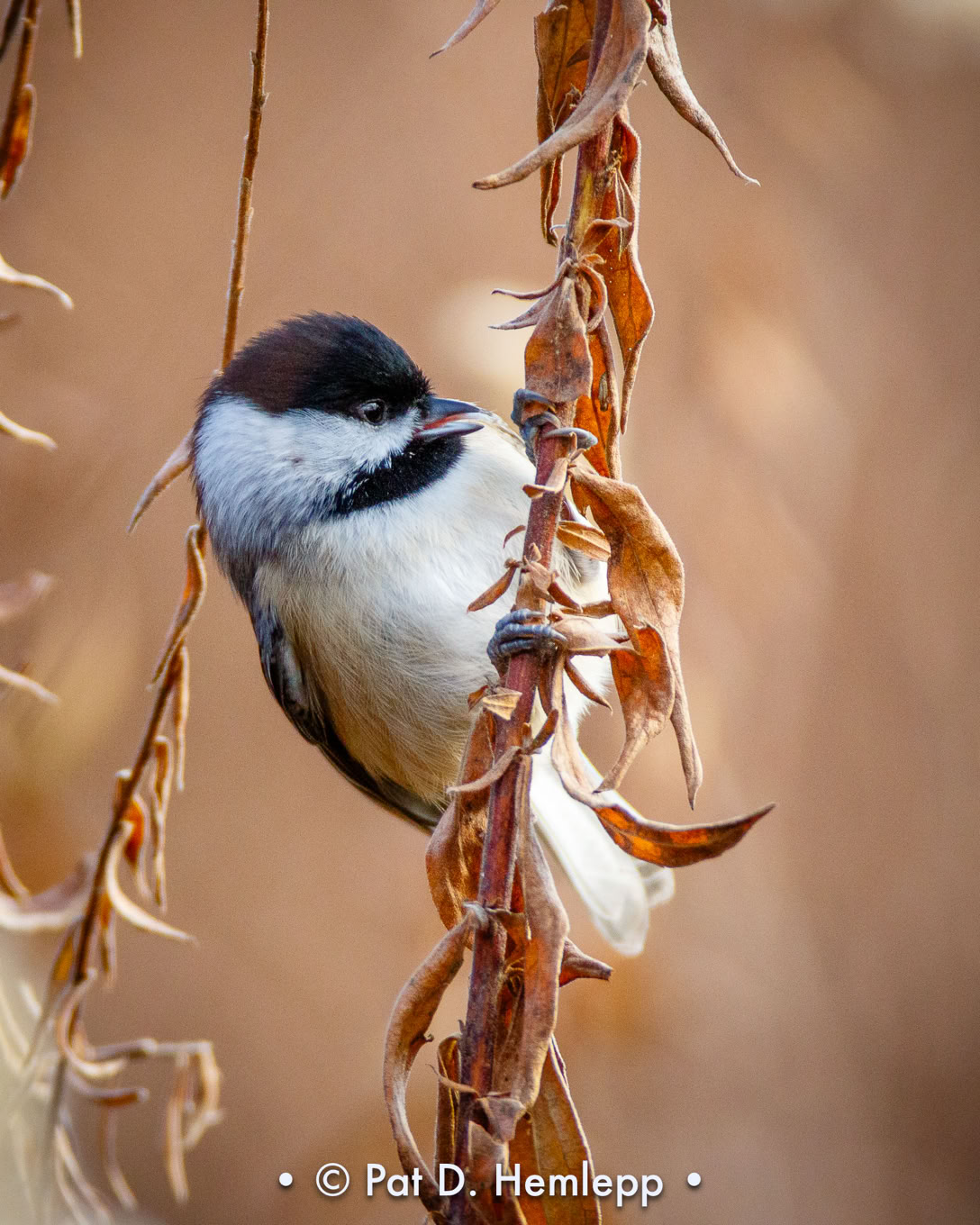 A Black-capped Chickadee searches for food on a plant stem in Sharon Woods Metro Park, Westerville, Ohio.