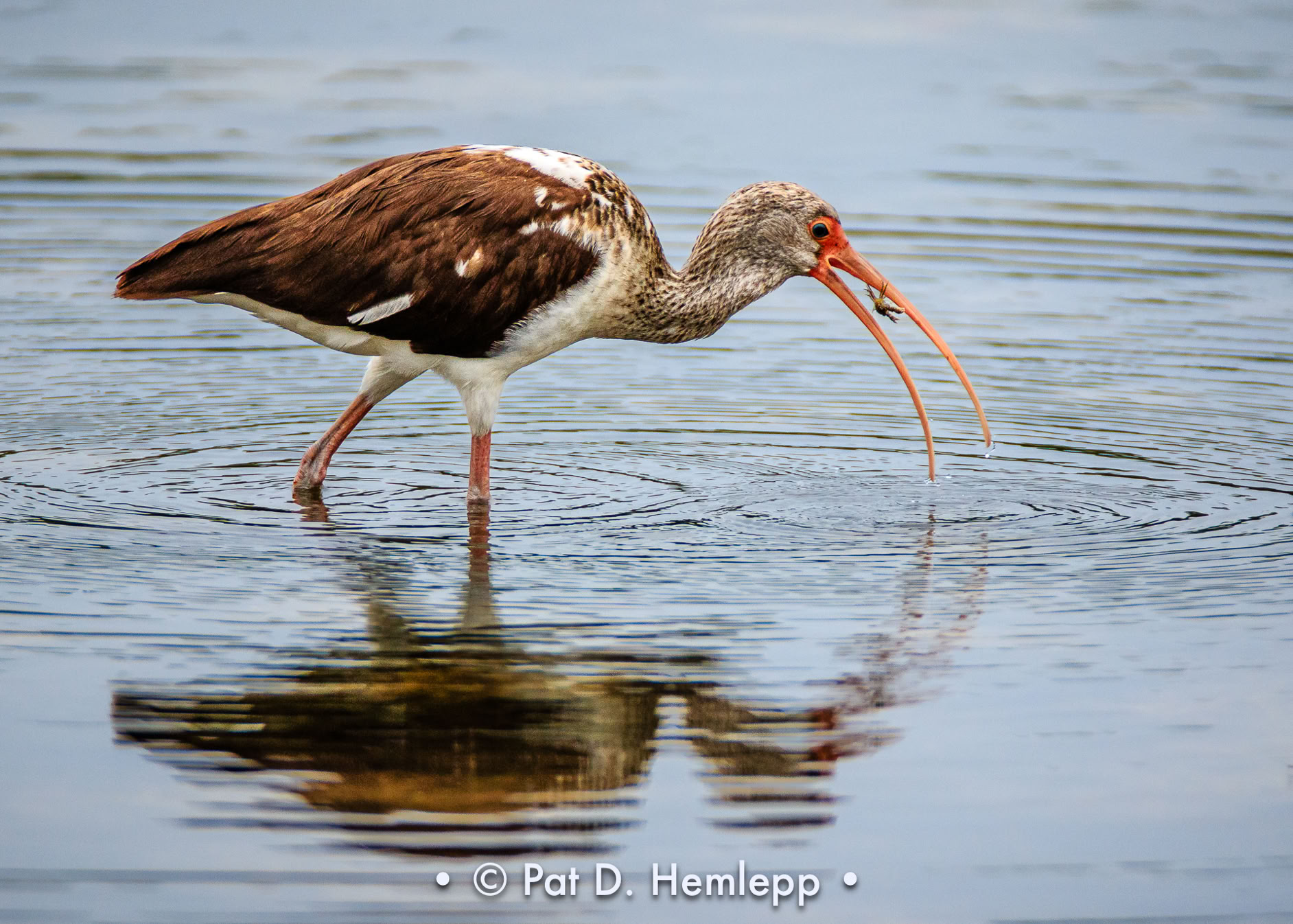 An immature White Ibis catches food in J.N. 'Ding' Darling National Wildlife Refuge, Sanibel, Fla.