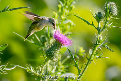 Pat Hemlepp's photo of the week