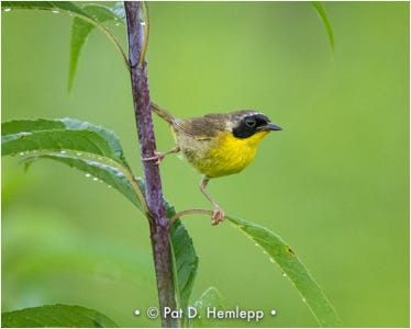 Pat Hemlepp's featured gallery