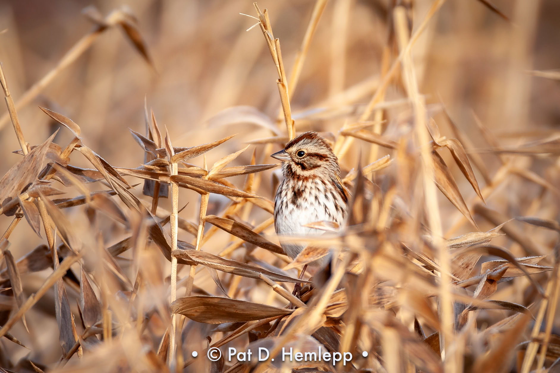 A Song Sparrow perches in a fall field in Sharon Woods Metro Park, Westerville, Ohio.