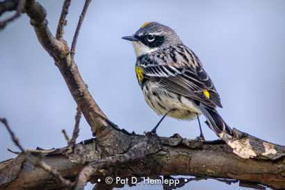 Pat Hemlepp's photo of the week