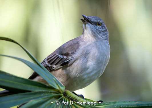A Northern Mockingbird sings in the preserve in Colonial Country Club, Fort Myers, Fla.
