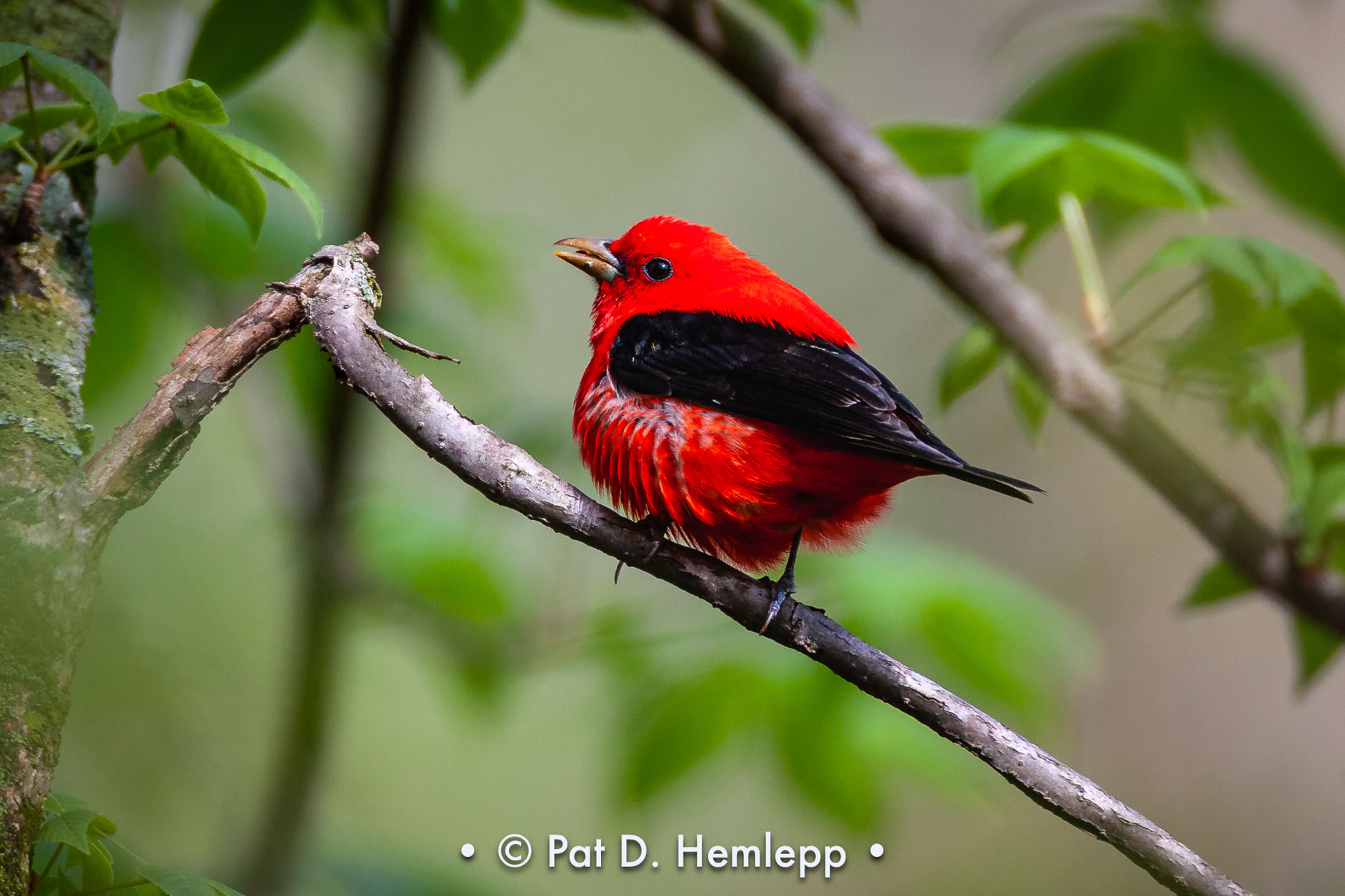 A male Scarlet Tanager perches on a limb in Sharon Woods Metro Park, Westerville, Ohio.