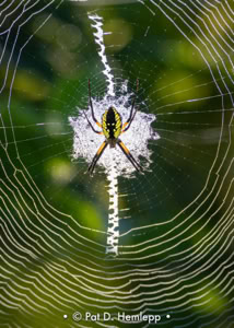 Pat Hemlepp's photo of the week