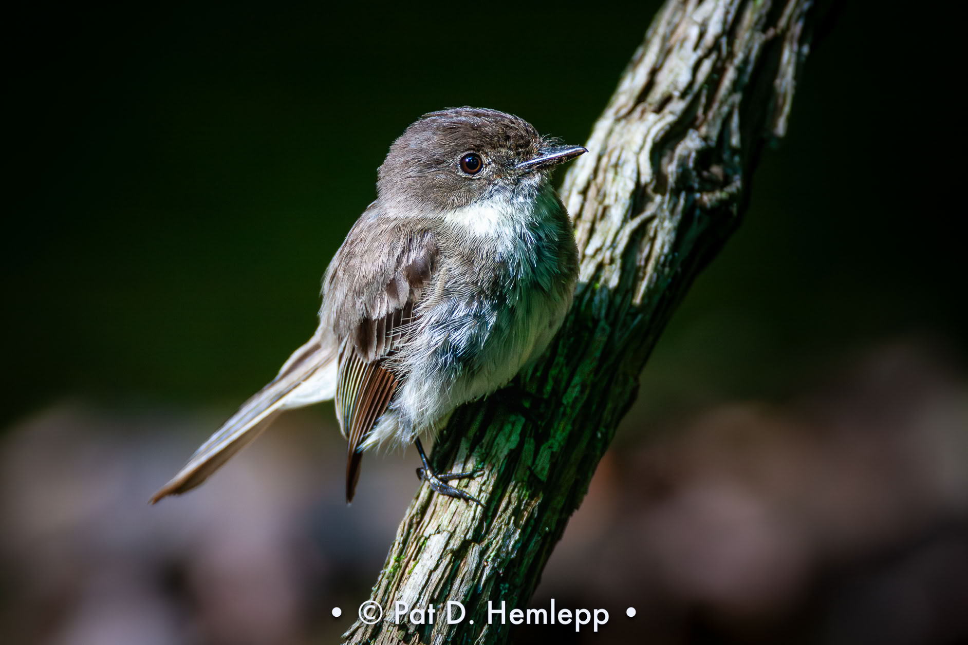 An Eastern Phoebe perches on a limb deep in the forest in Sharon Woods Metro Park, Westerville, Ohio.
