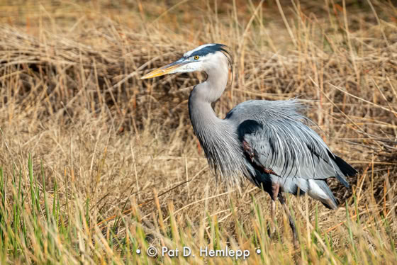 A Great Blue Heron walks in the preserve in Colonial Country Club, Fort Myers, Fla.
