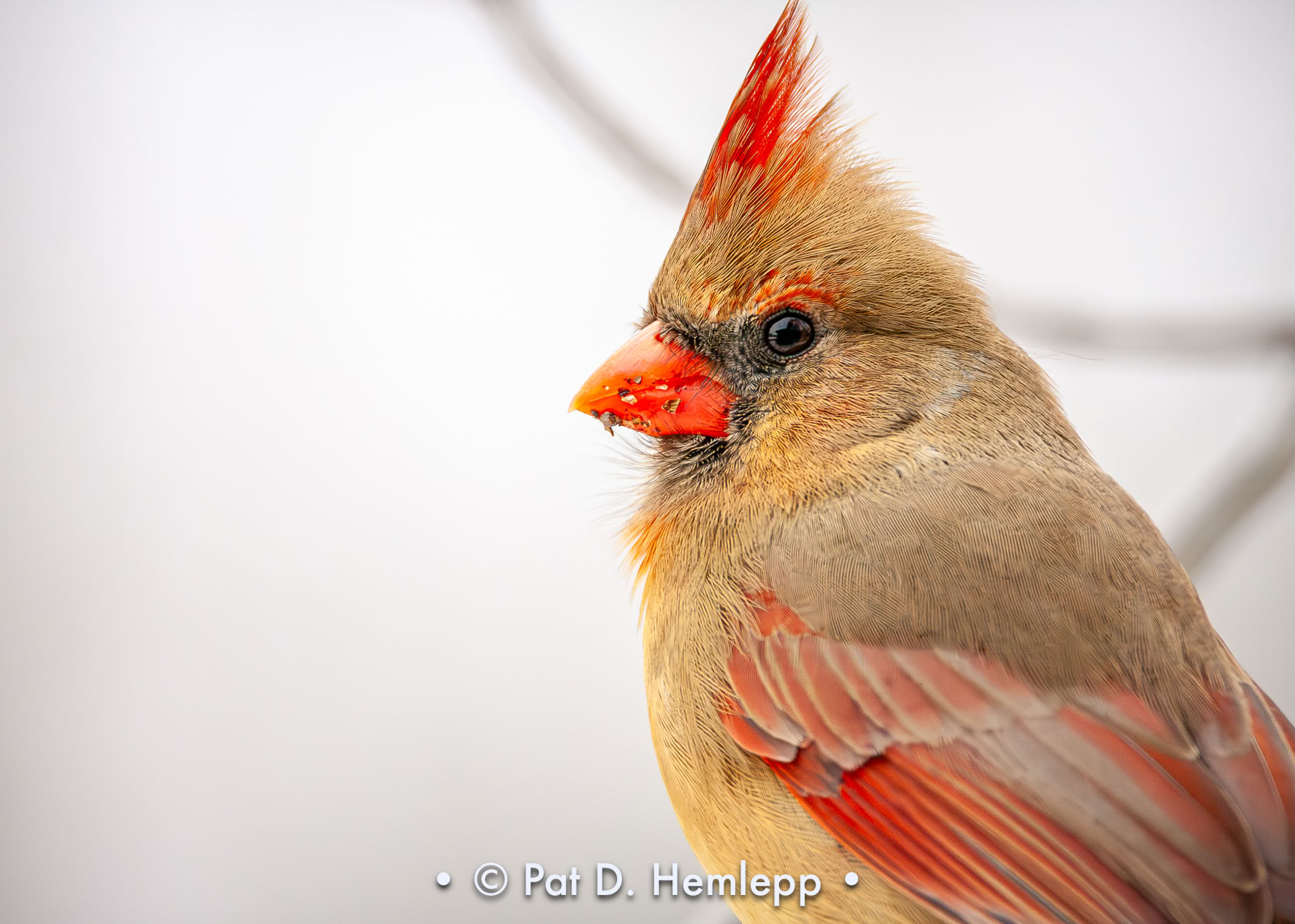A female Northern Cardinal perches against a snowy background, Blendon Woods Metro Park, Westerville, Ohio. 