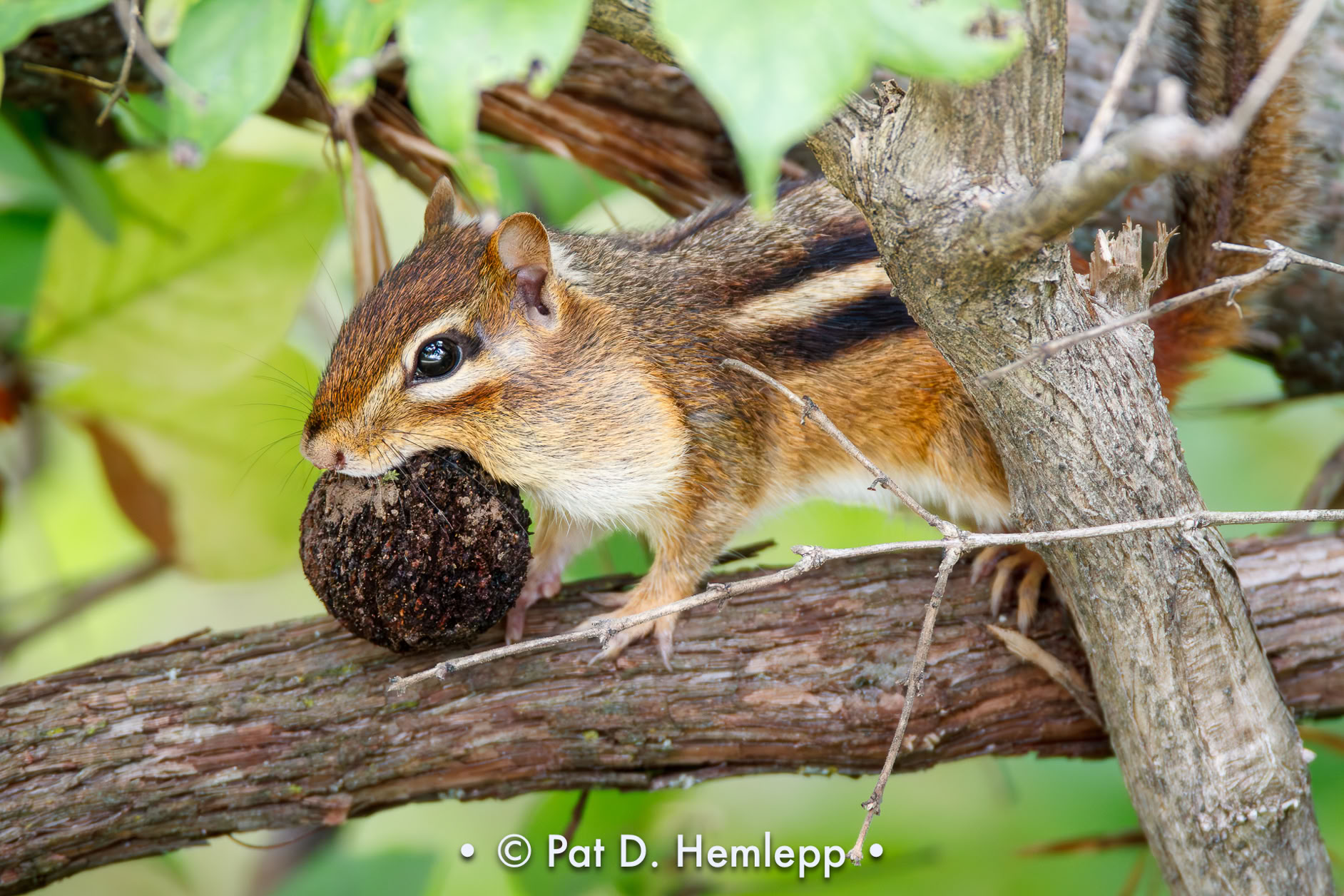 Chipmunk carrying a walnut, Sharon Woods Metro Park, Westerville, Ohio.