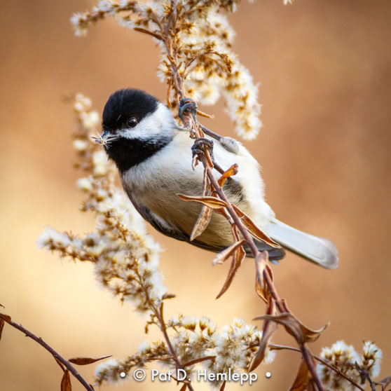 A Black-capped Chickadee holds a seed in its beak in Sharon Woods Metro Park, Westerville, Ohio.