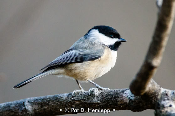 A Black-capped Chickadee stands on a limb in Sharon Woods Metro Park, Westerville, Ohio.
