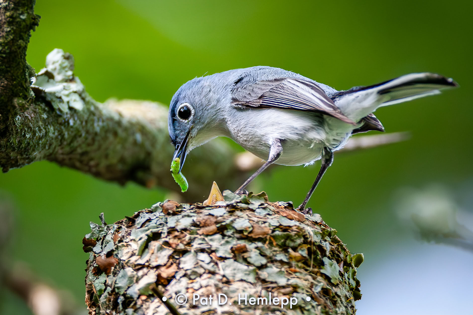 A male Blue-gray Gnatcatcher visits the nest with food for its baby, Highbanks Metro Park, Lewis Center, Ohio.