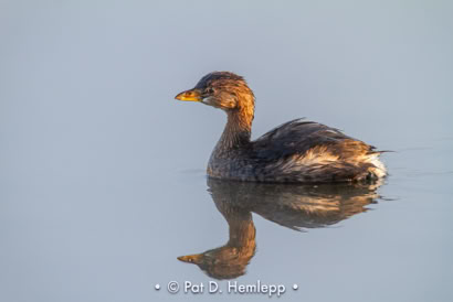 Pat Hemlepp's photo of the week