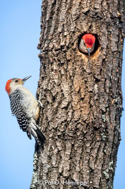 Pat Hemlepp's photo of the week