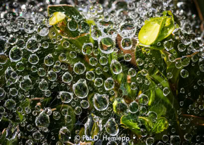 Pat Hemlepp's photo of the week