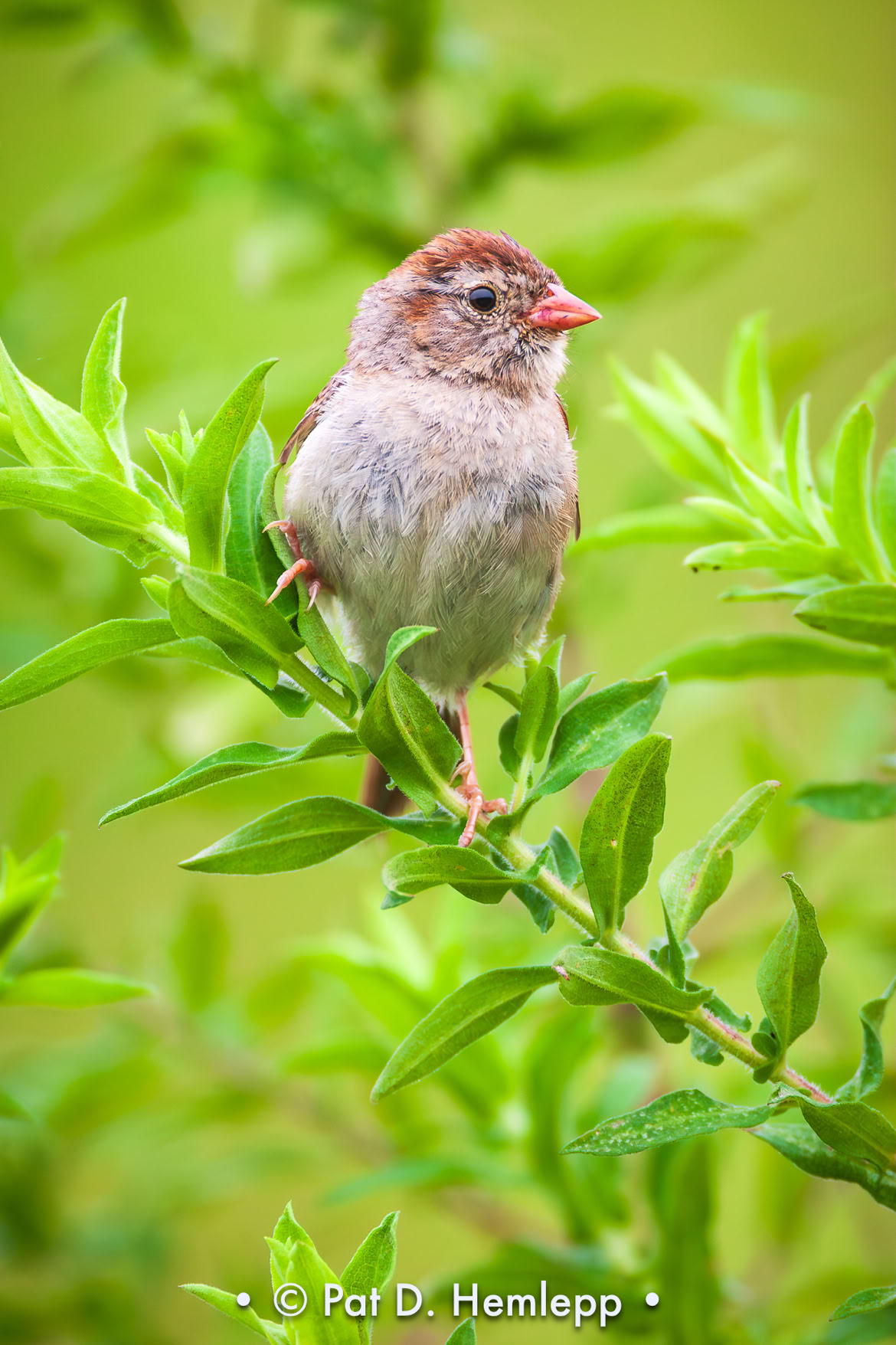 A Field Sparrow perches in a green field in Slate Run Metro Park, Canal Winchester, Ohio.