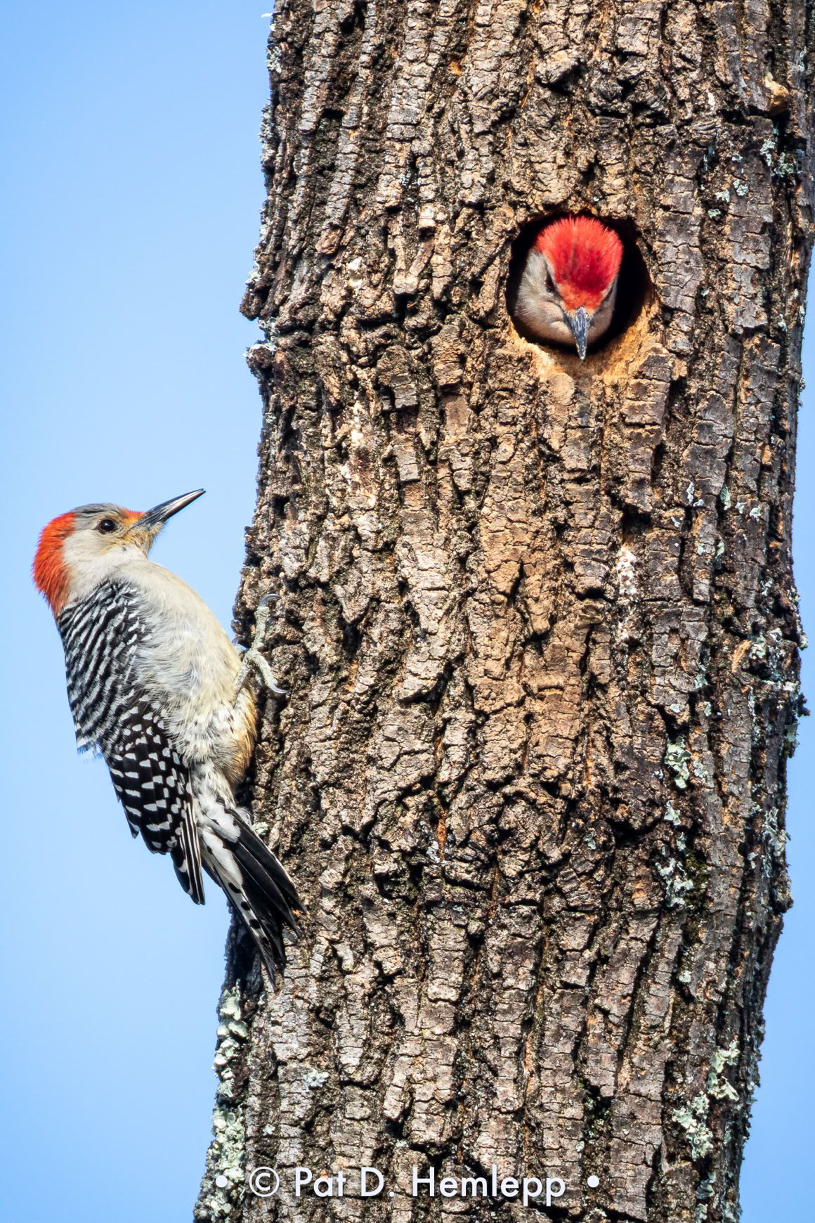 Male (in knothole) and female Red-bellied Woodpeckers on tree, Sharon Woods Metro Park, Westerville, Ohio.