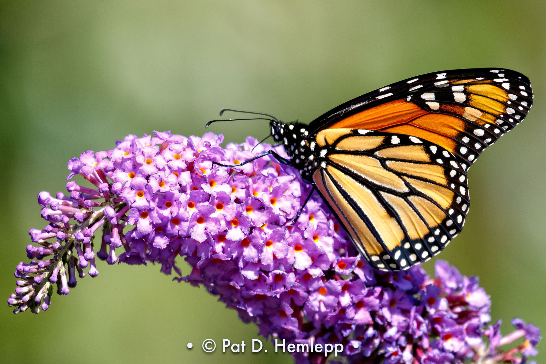 A monarch butterfly feeds on a butterfly bush, Hilliard, Ohio.