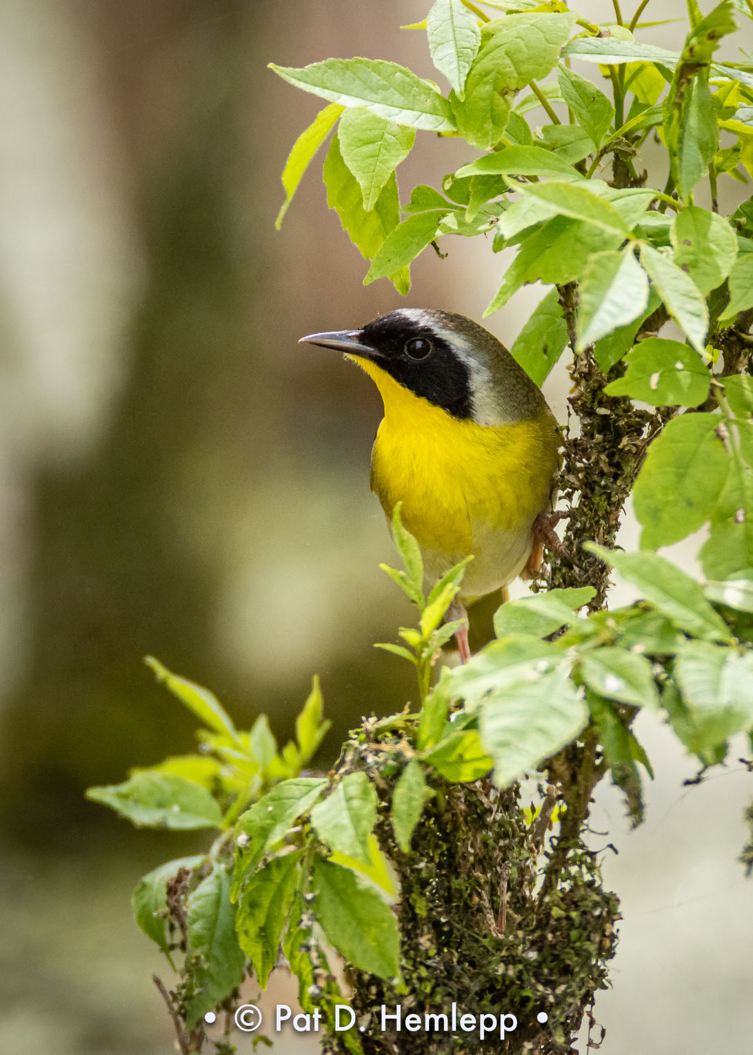 A male Common Yellowthroat watches from its perch in Ottawa National Wildlife Refuge, Oak Harbor, Ohio.