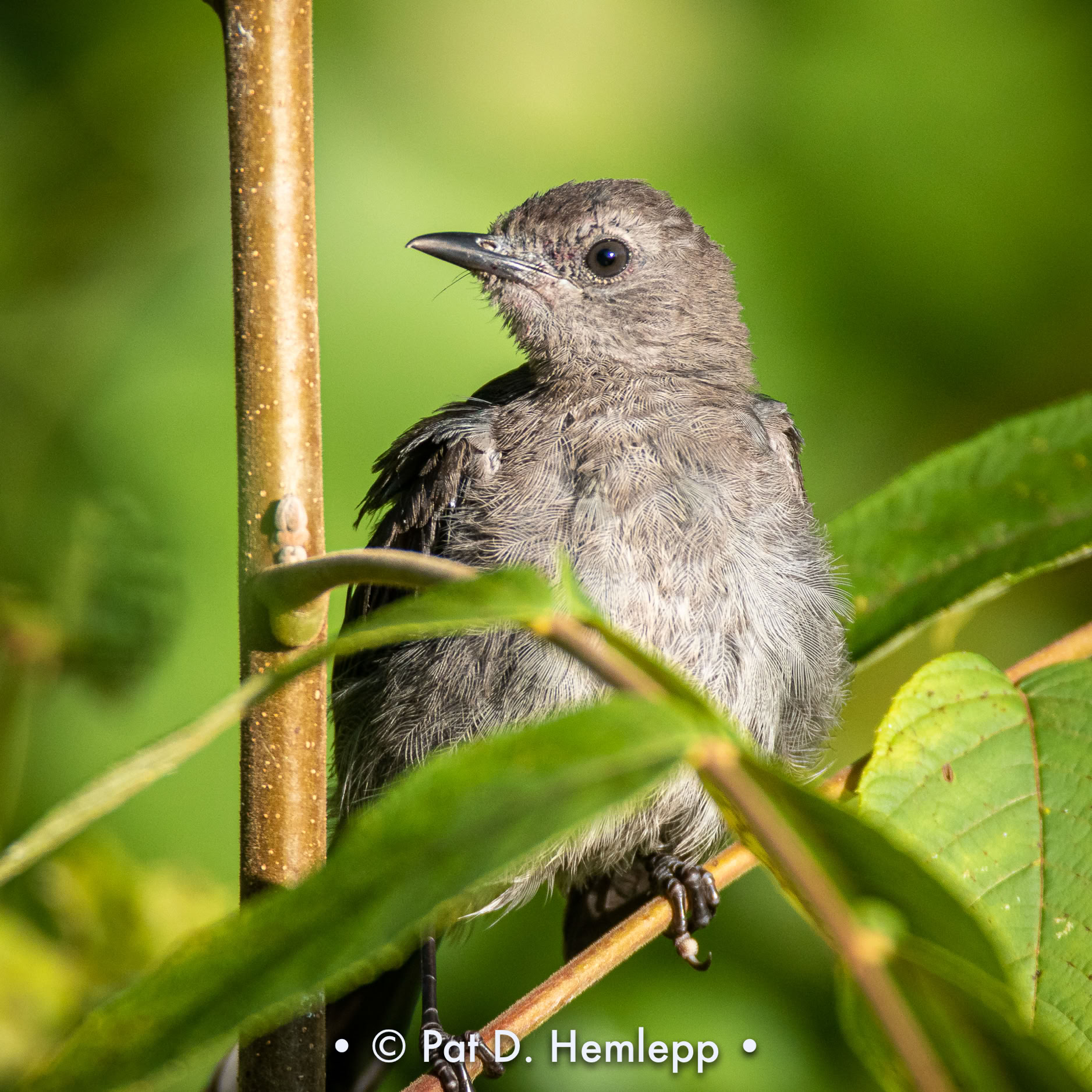 A Gray Catbird perches behind leaves in Sharon Woods Metro Park, Westerville, Ohio.