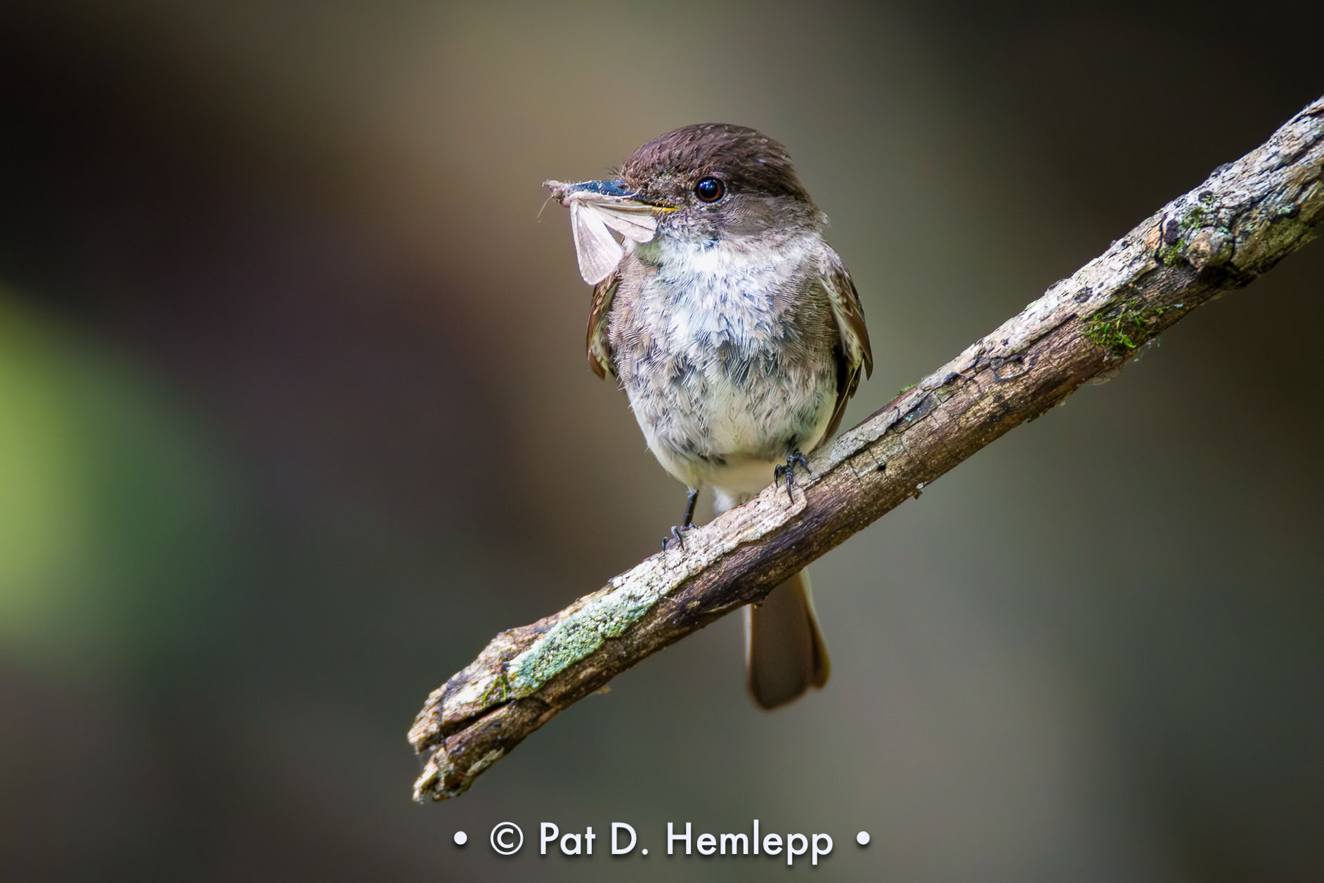 An Eastern Phoebe carries a moth while perched in Sharon Woods Metro Park, Westerville, Ohio.