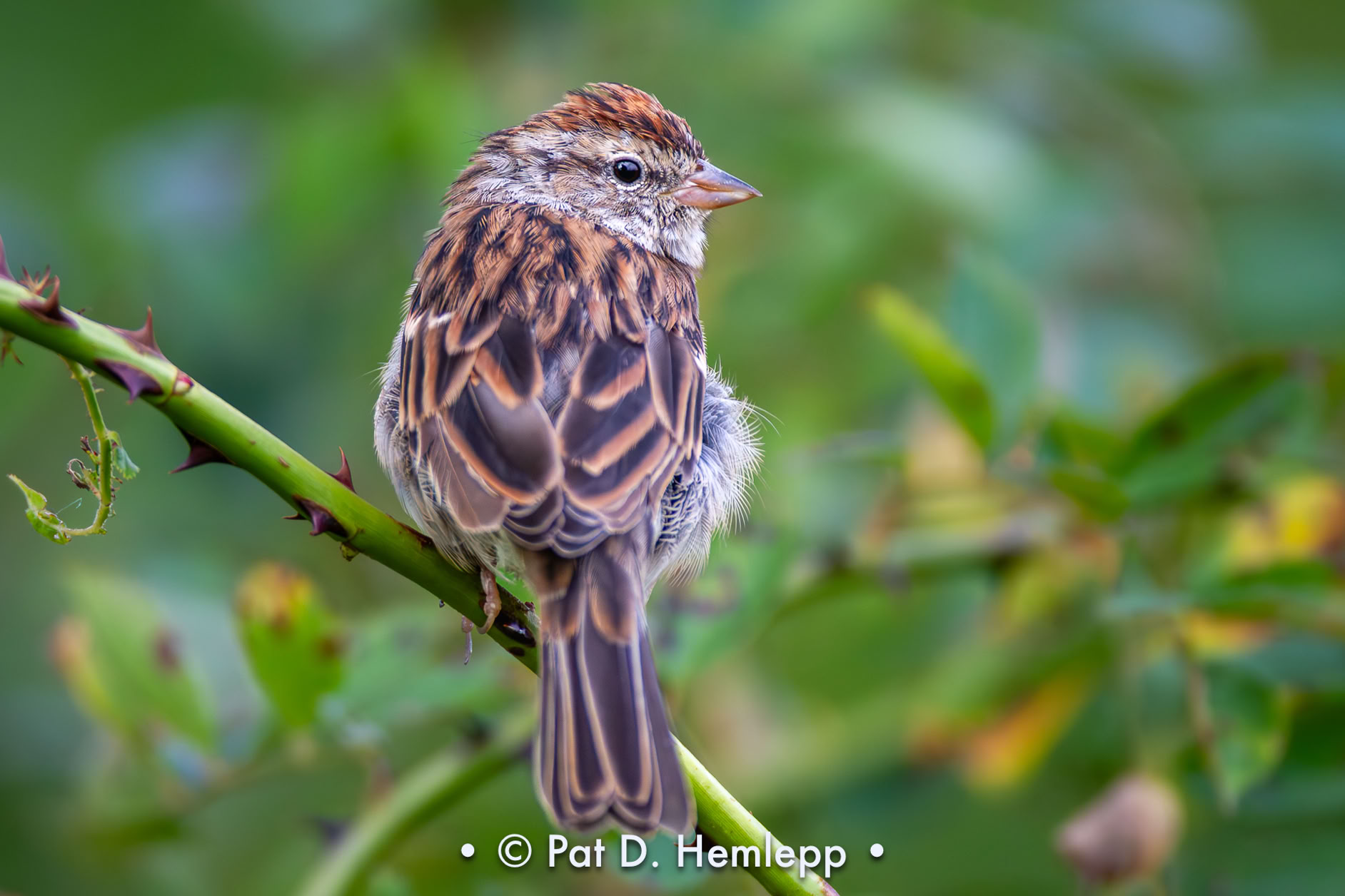 A Chipping Sparrow in winter plumage perches in a field in Sharon Woods Metro Park, Westerville, Ohio.