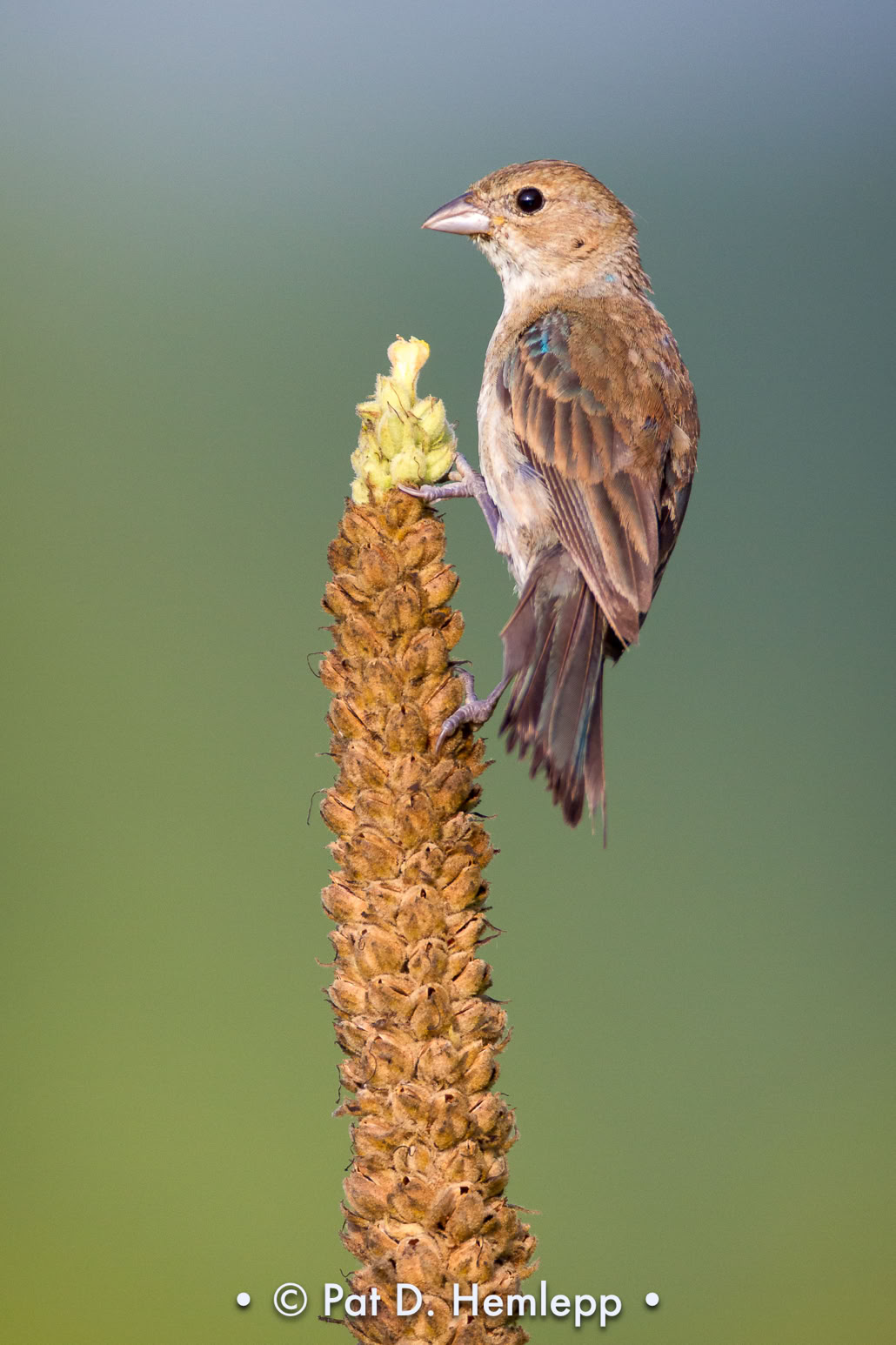 A male Indigo Bunting in non-breeding plumage perges in a field in Sharon Woods Metro Park, Westerville, Ohio.
