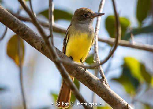 A Great Crested Flycatcher perches in the preserve at Colonial Country Club, Fort Myers, Fla.