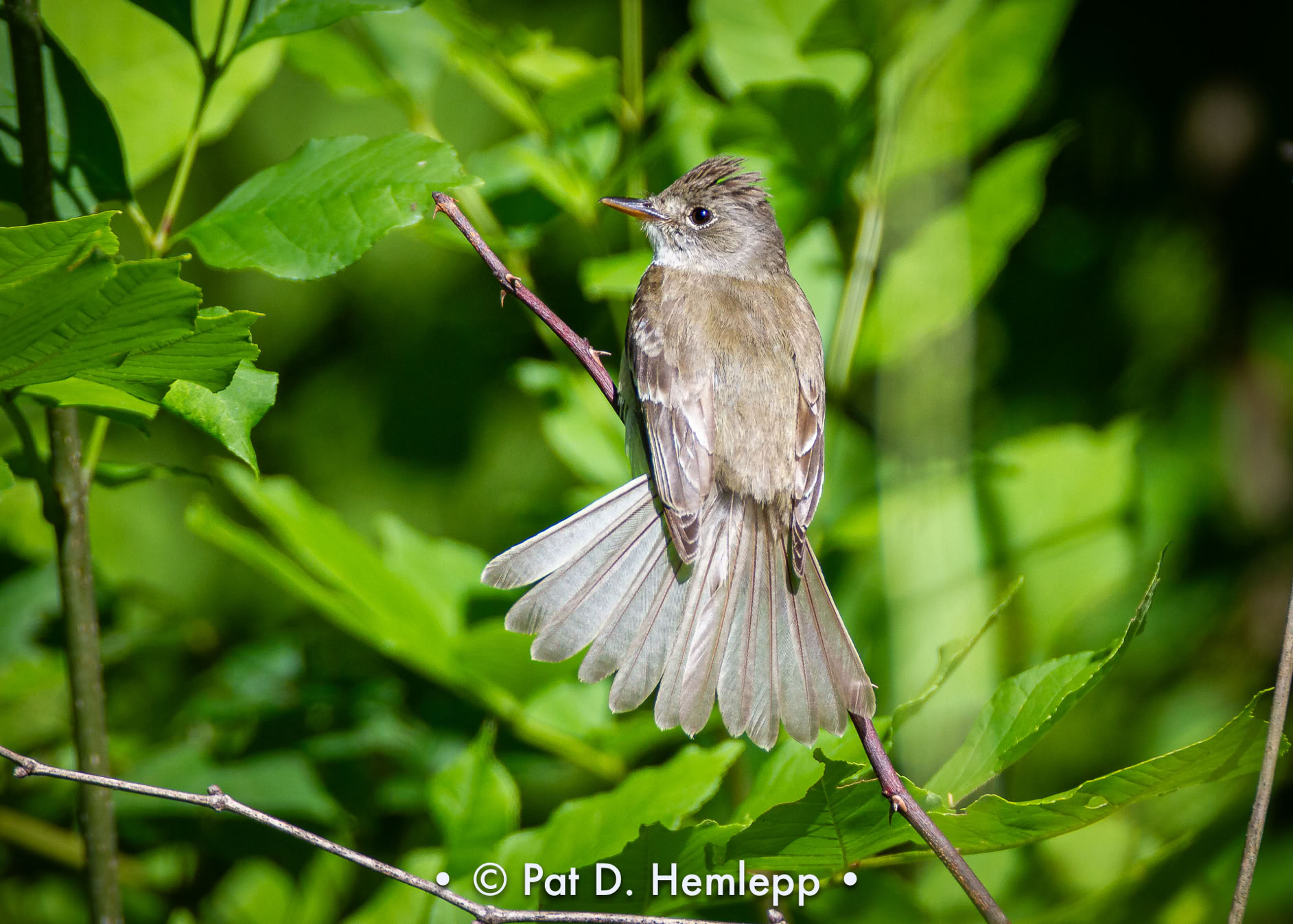 An Alder Flycatcher perches on a branch in Sharon Woods Metro Park, Westerville, Ohio.