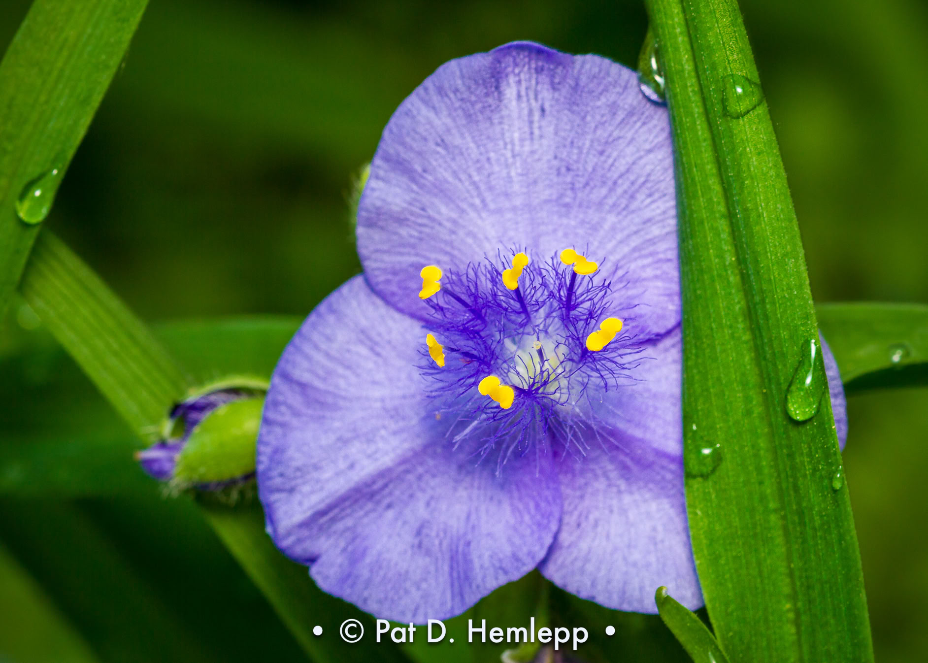 An Ohio spiderwort flower, also known as a bluejacket, is nestled between wet leaves after a spring rain in Inniswood Metro Gardens, Westerville, Ohio.