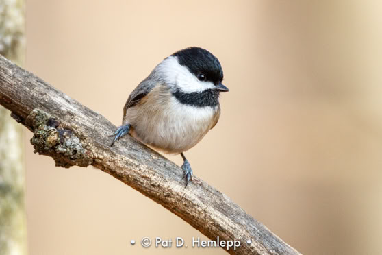 A Black-capped Chickadee perches on an angled branch, Sharon Woods Metro Park, Westerville, Ohio.