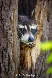 Pat Hemlepp's photo of the week