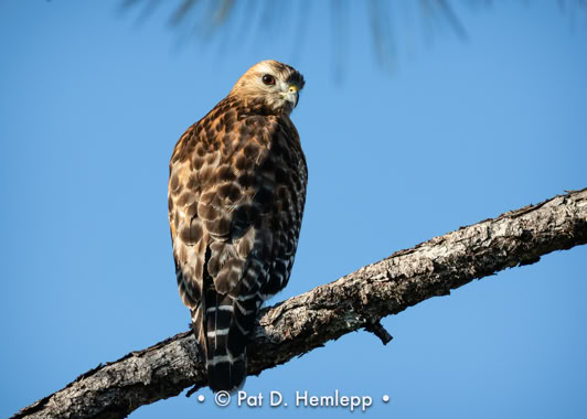 A Red-shouldered Hawk perches in the preserve in Colonial Country Club, Fort Myers, Fla.