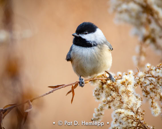 A Black-capped Chickadee stays alert in Sharon Woods Metro Park, Westerville, Ohio.