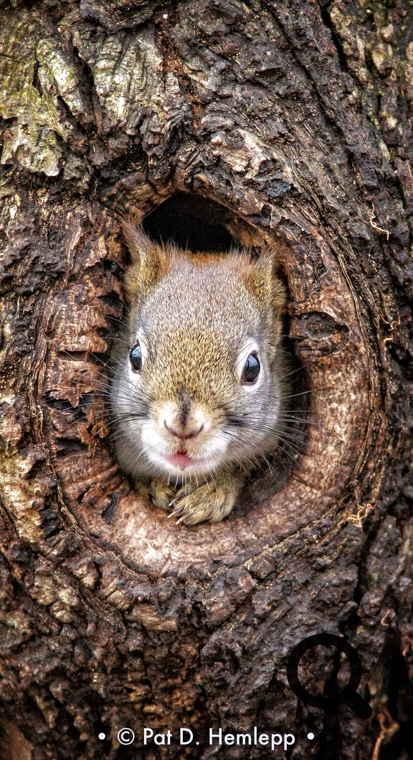 A squirrel looks through a knothole in a tree in Sharon Woods Metro Park, Westerville, Ohio.
