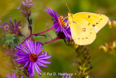 Pat Hemlepp's photo of the week