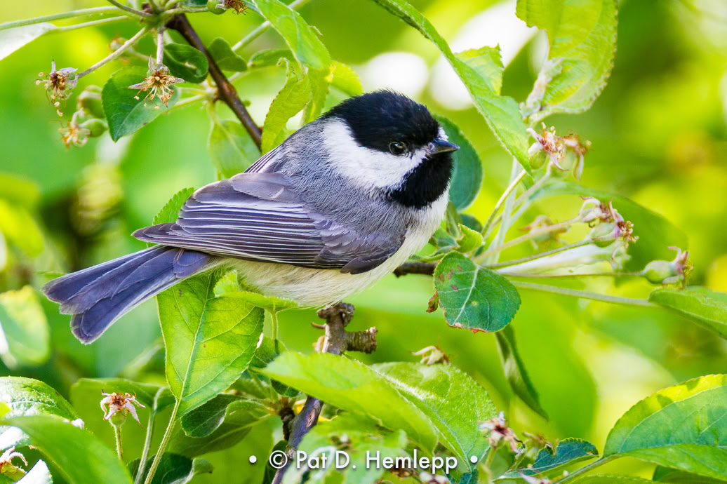 A Black-capped Chickadee perches among green leaves in Sharon Woods Metro Park, Westerville, Ohio.