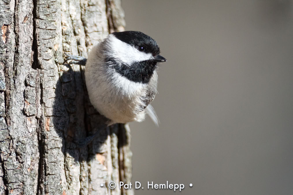 A Black-capped Chickadee clings to bark on the side of a tree, Sharon Woods Metro Park, Westerville, Ohio.