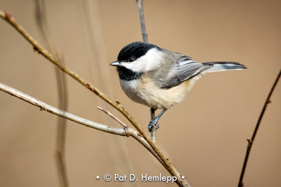 A Black-capped Chickadee perches in a small tree in Sharon Woods Metro Park, Westerville, Ohio.