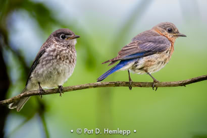 Pat Hemlepp's photo of the week