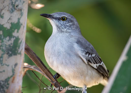 A Northern Mockingbird perches in the preserve in Colonial Country Club, Fort Myers, Fla.