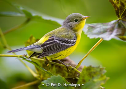 Pat Hemlepp's photo of the week